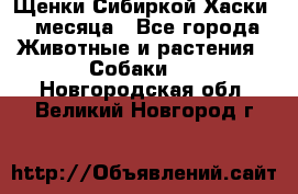 Щенки Сибиркой Хаски 2 месяца - Все города Животные и растения » Собаки   . Новгородская обл.,Великий Новгород г.